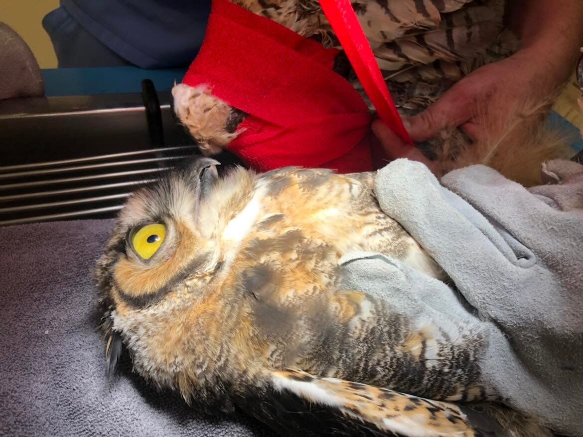 owl 3